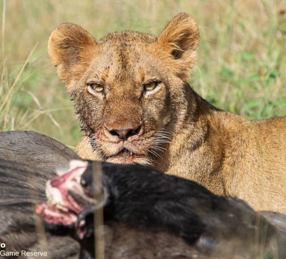 A27ronald Mutero Sp And Cubs 14042022 7 Final