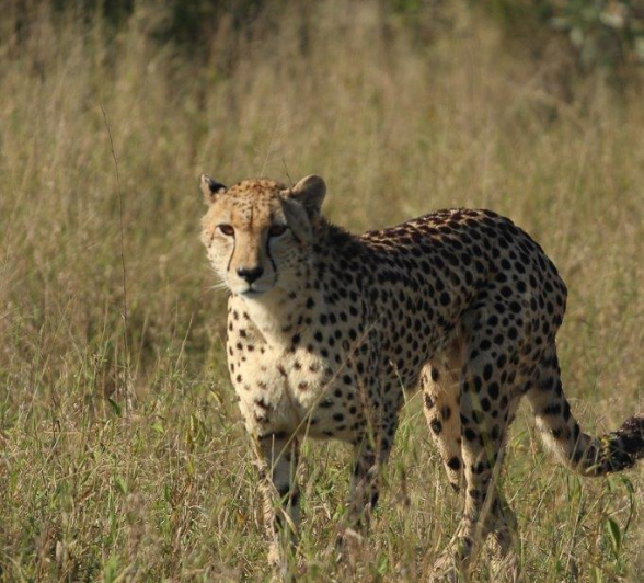 A20David Den Hartog Cheetah 29 04 2022 3 Final A20David Den Hartog Cheetah 29 04 2022 3 Final