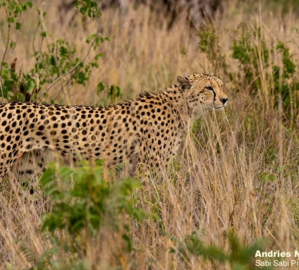 02andries Cheetah.blog 221120 2 Final 02andries Cheetah.blog 221120 2 Final