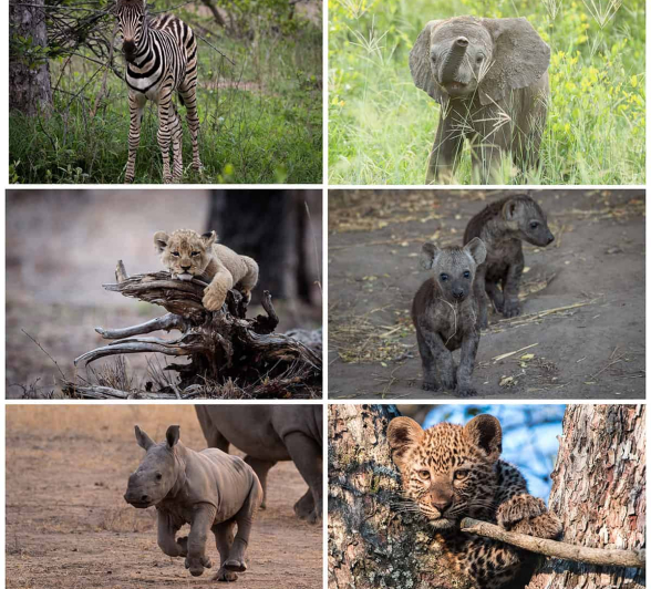 Baby Animals Collage 1200px 111 Baby Animals Collage 1200px 111