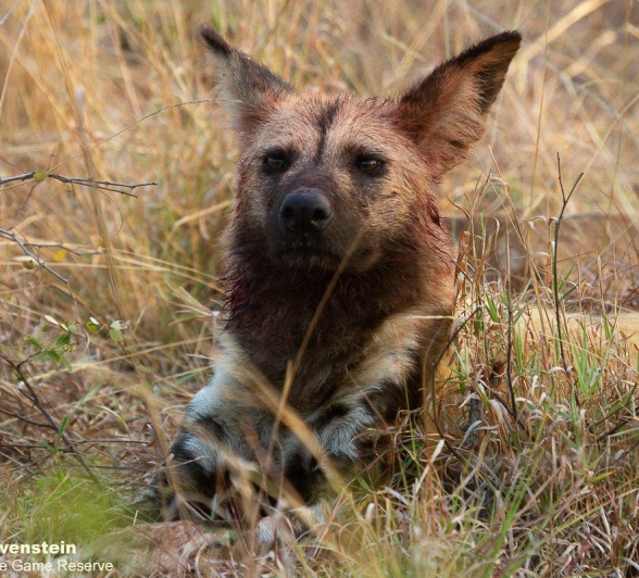 A41Daniel Greyvenstein Wild Dogs 130922 2 Final