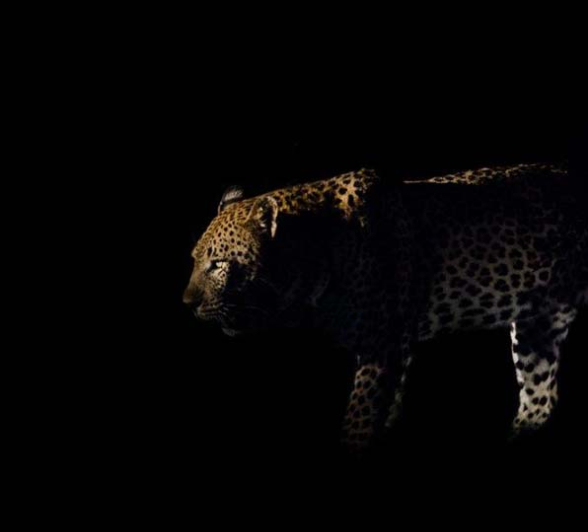 Steve WB MAX Steve WB MAX