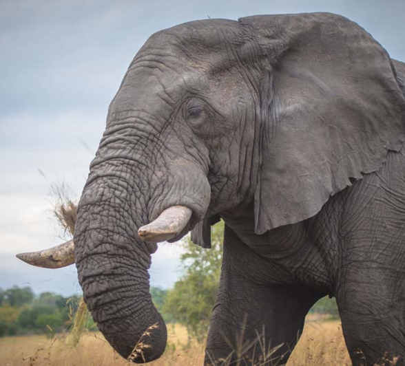 018Mike Laubscher Elephant 018Mike Laubscher Elephant