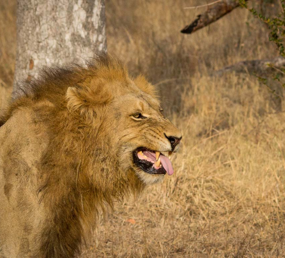 03Franscois Rosslee 4wmating 1 Of 1 03Franscois Rosslee 4wmating 1 Of 1