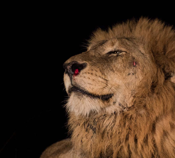 05Pravir Patel Lion03 05Pravir Patel Lion03
