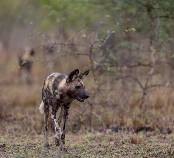 14Pravir Patel Wild Dog01 191115 14Pravir Patel Wild Dog01 191115