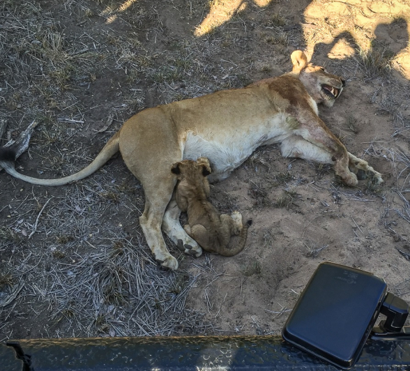 18Mike Palmer Cubs 050316 2 Edited