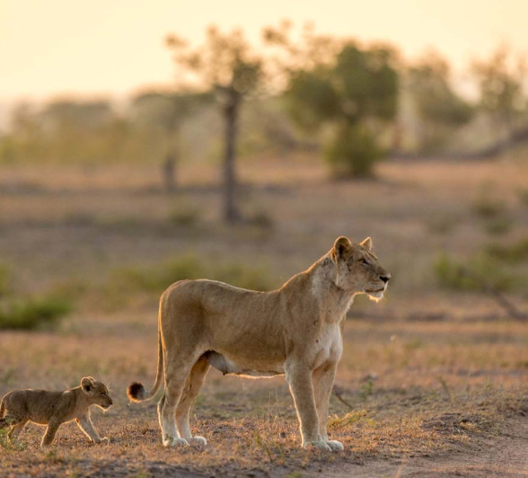 13Pravir Patel Lion01 080316 13Pravir Patel Lion01 080316