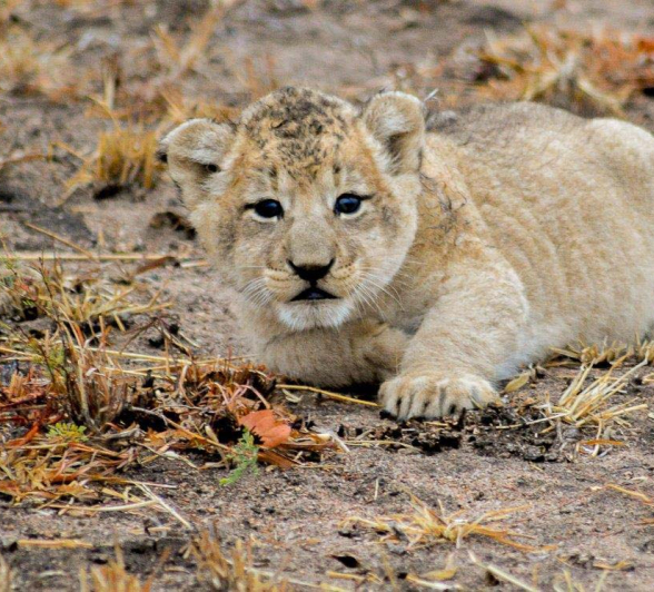 07Kevan Dobbie SP New Cubs 3