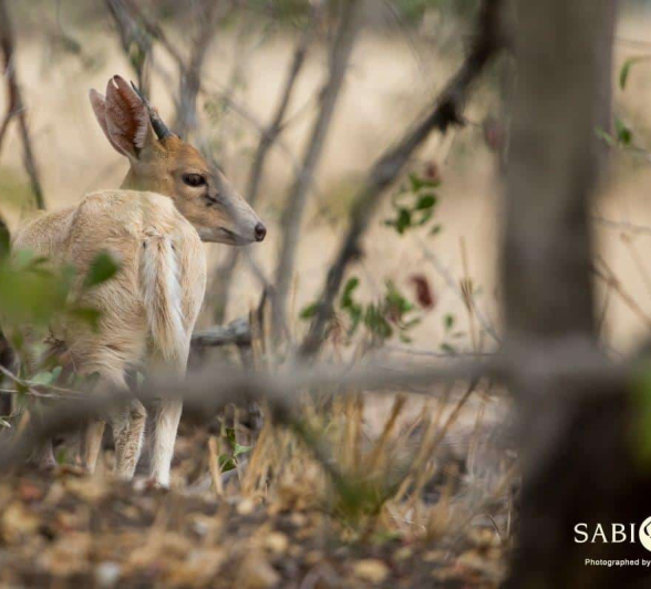 27Kevin Van Der Linde Albino Duiker 09102018 Final 27Kevin Van Der Linde Albino Duiker 09102018 Final