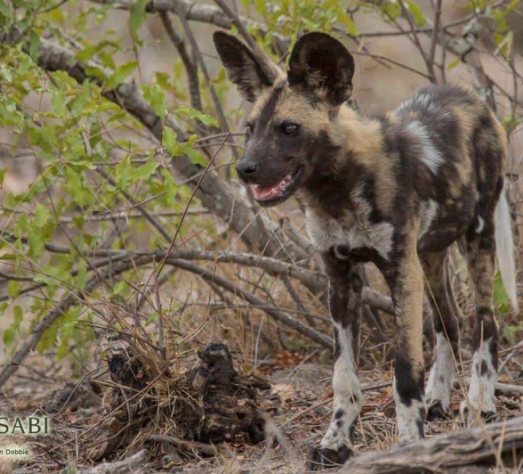 32Kevan Dobbie Wild Dog Toulon 251118 Final