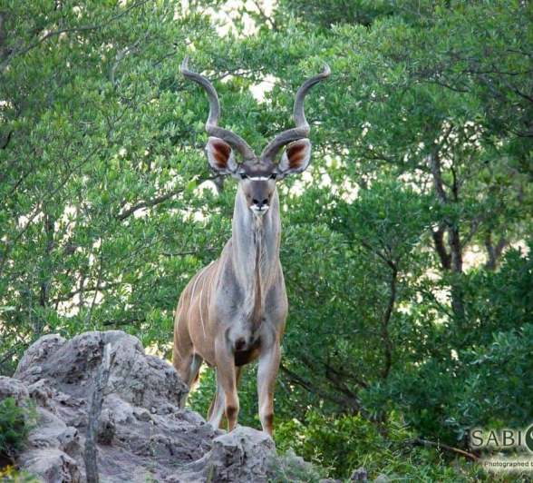 08Kerry Lee Roberg Kudu Final 08Kerry Lee Roberg Kudu Final