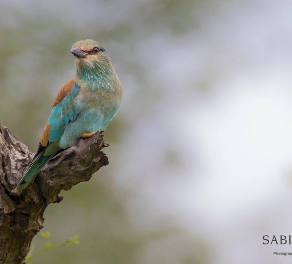 01Kevan Dobbie European Roller 280119 Final 01Kevan Dobbie European Roller 280119 Final