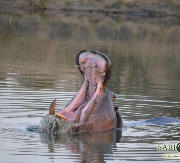 39Ronald Mutero Hippo 28072019 2 Final 39Ronald Mutero Hippo 28072019 2 Final