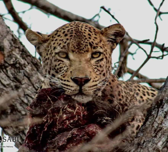 35Andries Ndlovu WD 02092019 Final