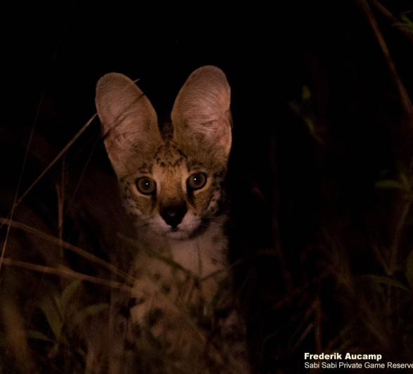 06Frederik Aucamp Serval Final