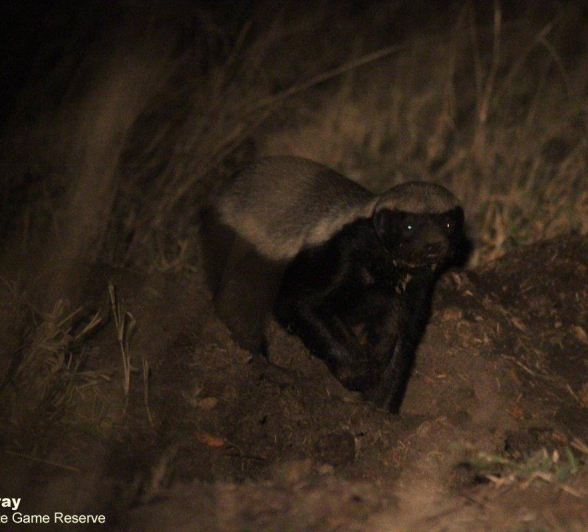 34Louise Murray Badger 11072020 2 Final