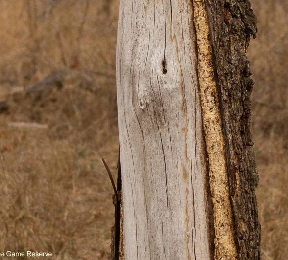 03Amy Leigh Dead Tree Scar Final 03Amy Leigh Dead Tree Scar Final