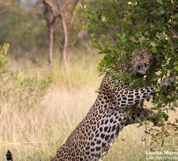 31Louise Murray Nweti 25032021 1 Final 31Louise Murray Nweti 25032021 1 Final