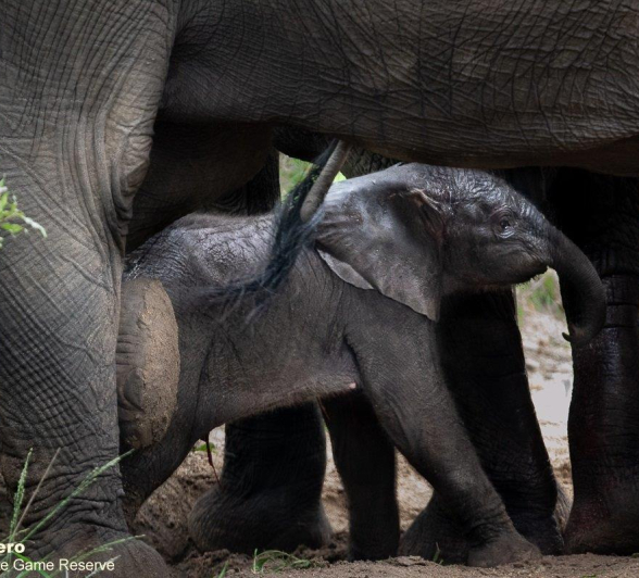 B13ronald Mutero Elephant 27112021 12 Final