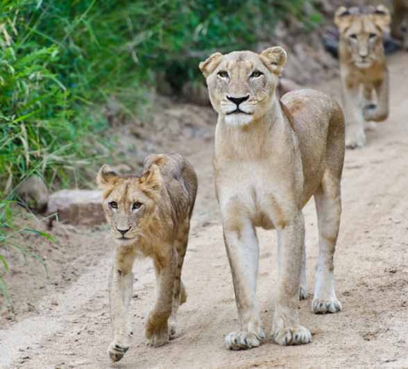 Southern Pride Running 3