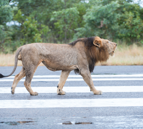 Lion5 Lion5