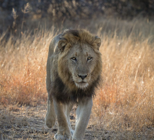 Sand River Male 1 1 Sand River Male 1 1