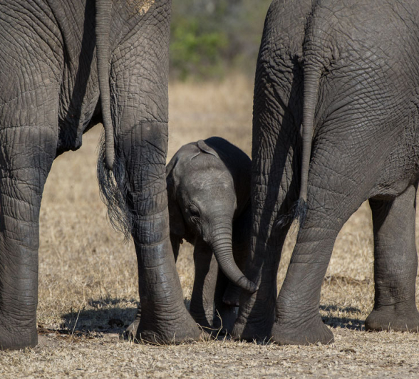 Ellies 4 Ellies 4