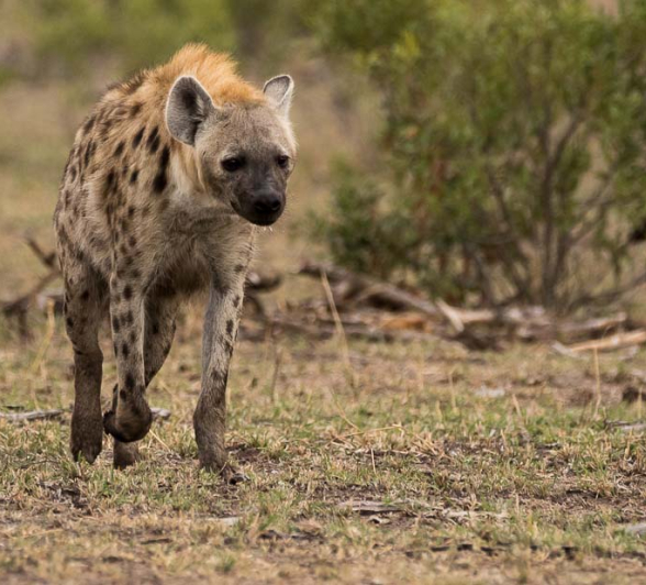 01Sheldon Hooper Hyena 01Sheldon Hooper Hyena