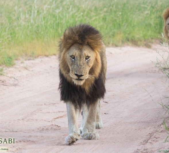 06Kevan Dobbie Matimba Male 03 Final