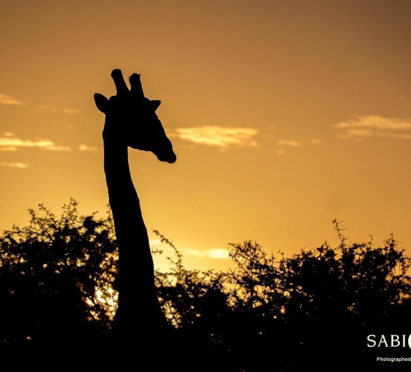 26Franscois Rosslee Giraffe Sunrise1 Final