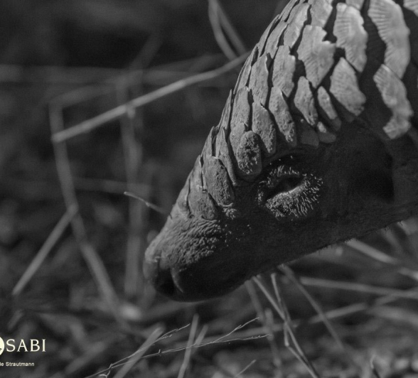 05Kyle 23 July Pangolin 26 Final 05Kyle 23 July Pangolin 26 Final