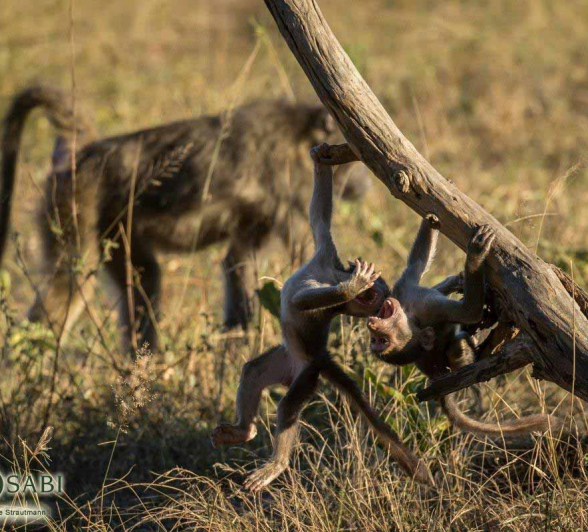 17Kyle 29 May Baboon Interaction 3 Final 17Kyle 29 May Baboon Interaction 3 Final