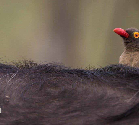 43Kevan Dobbie Red Billed Oxpecker 140318 Final 43Kevan Dobbie Red Billed Oxpecker 140318 Final