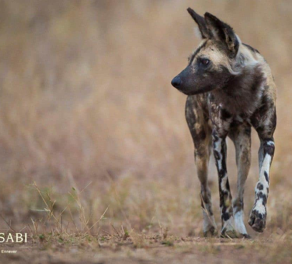 13Terry Ennever Wild Dogs 201878 Final 13Terry Ennever Wild Dogs 201878 Final