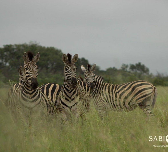 32Tyron Vd Walt Zebra 230219 1 Final 32Tyron Vd Walt Zebra 230219 1 Final