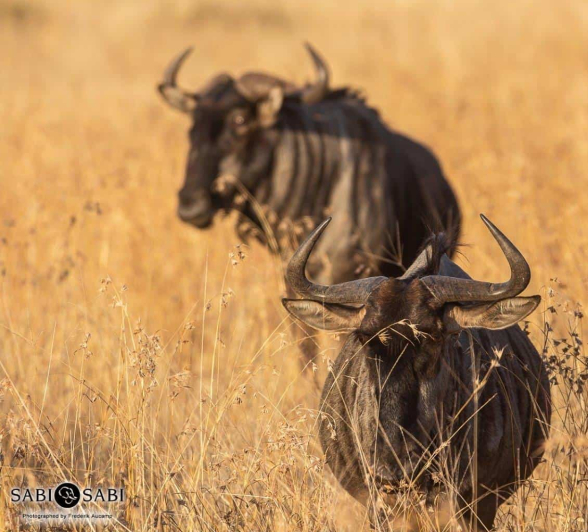 29Frederik Aucamp Blue Wildebeest 10 07 2019 1 Final 29Frederik Aucamp Blue Wildebeest 10 07 2019 1 Final