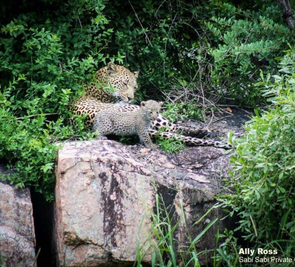 40Ally Ross 20200216 Kigelia Cub 01 Final 40Ally Ross 20200216 Kigelia Cub 01 Final