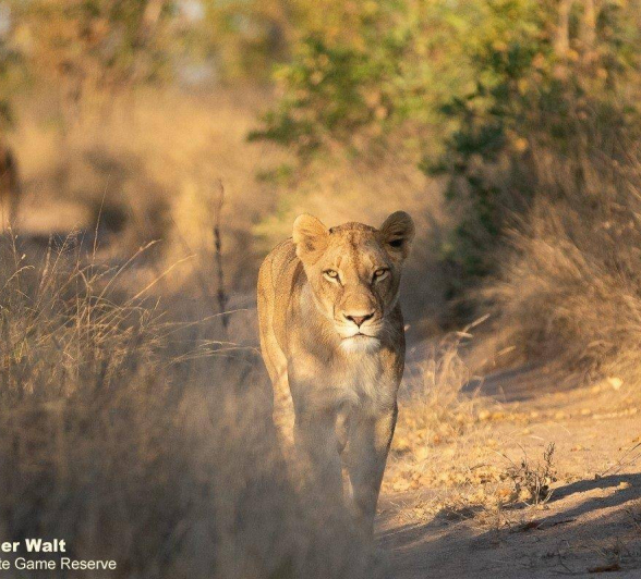 21Tyron Van Der Walt SP Female 290520 1 Final