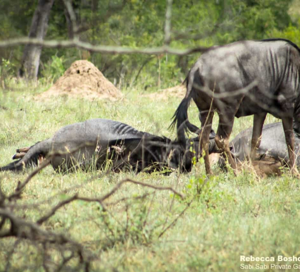03Rebecca Boshoff Wildebeest Birth 3 10.12.2020 Final 03Rebecca Boshoff Wildebeest Birth 3 10.12.2020 Final