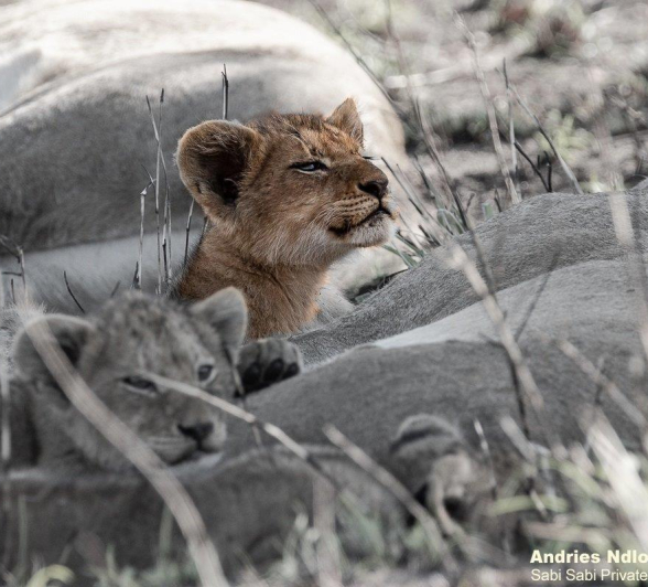 13andries Lions.styx Blog 12 Final