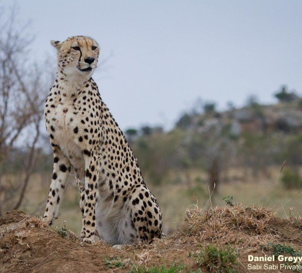 A38Daniel Greyvenstein Cheetah And Cub 070922 4 Final