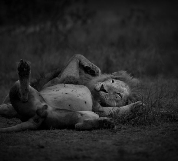 Sand River Males Lance 2 Sand River Males Lance 2