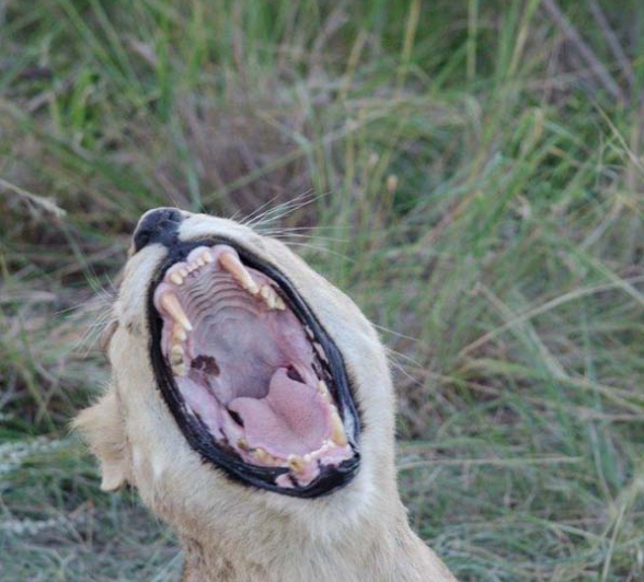 Steve WB SPArta2 Steve WB SPArta2