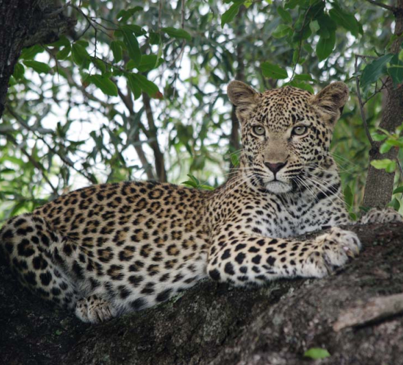 Steve LBC Cub2 Steve LBC Cub2