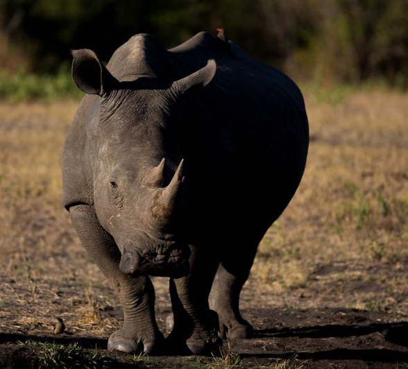 23Pravir Patel Rhino01 23Pravir Patel Rhino01