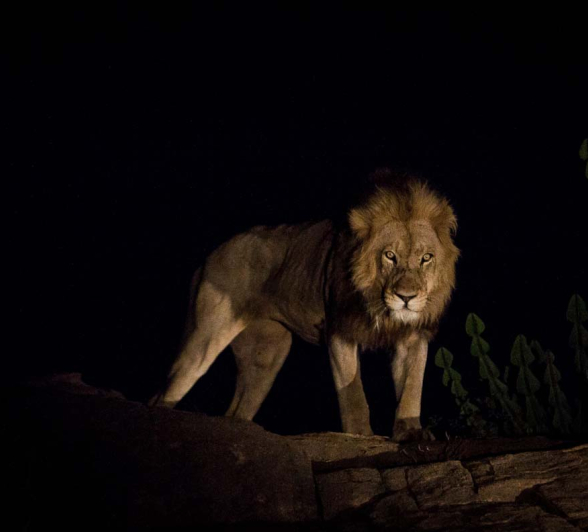 02Kosie Lategan Lion01 02Kosie Lategan Lion01