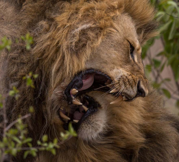 19Pravir Patel Lion02 191115 19Pravir Patel Lion02 191115