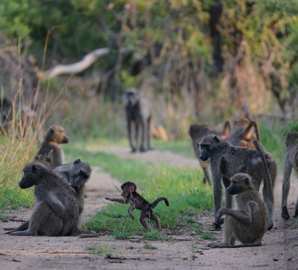 29Mike Palmer Baboons 121215 2 29Mike Palmer Baboons 121215 2