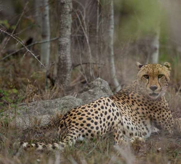13Pravir Patel Cheetah01 270216 1 13Pravir Patel Cheetah01 270216 1